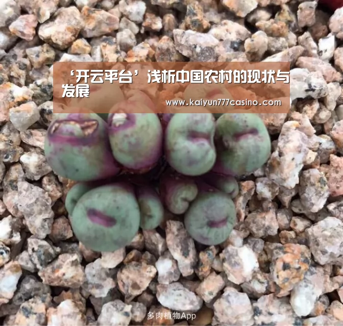 ‘开云平台’浅析中国农村的现状与发展(图3) 开云快讯